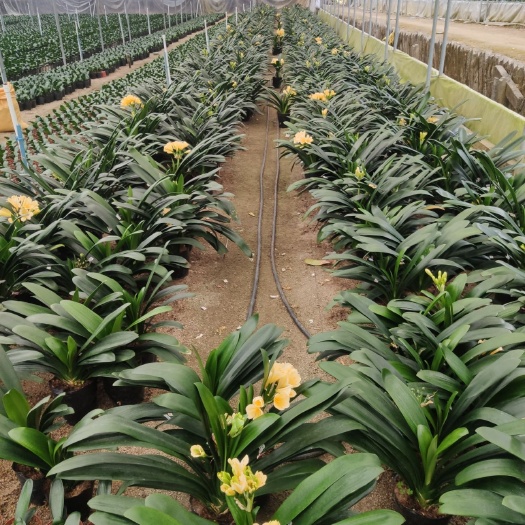 漳平市君子兰盆栽  黄花精品君子兰  1～3月份有货出货