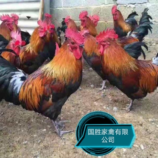 南宁土鸡苗  瑶鸡苗 黑瑶鸡出壳苗，现货批发，全国运输