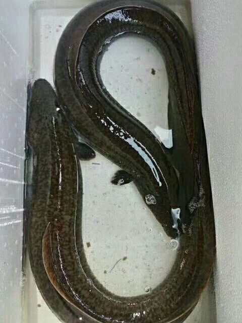 鳗鱼苗丽鱼苗鱼苗河鳗鱼苗