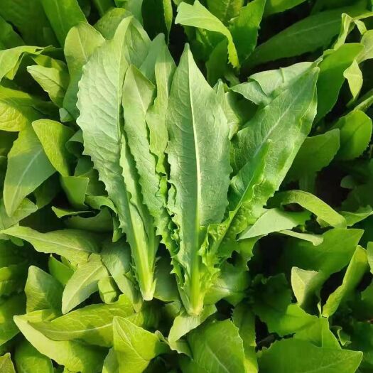 曹县 油麦菜