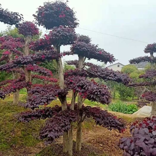 长沙红花继木造型树 湖南长沙造型红花檵木古桩15公分质优价廉