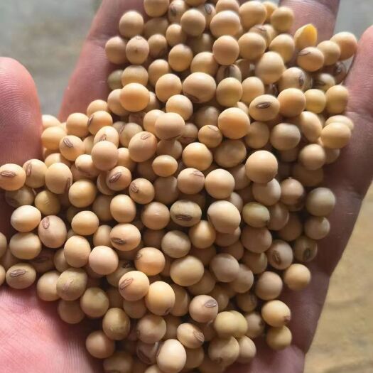日照黄大豆 大豆美湾