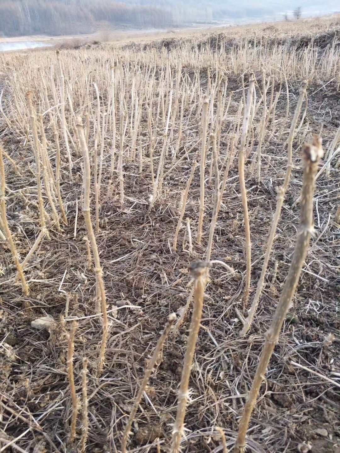 刺老芽苗 刺老芽  刺嫩芽苗    刺嫩芽种子     刺老包种苗   成活率高