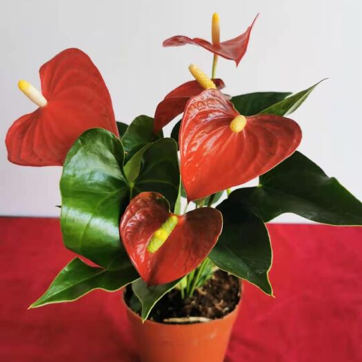 广州 基地花卉批发绿植盆栽多头红掌