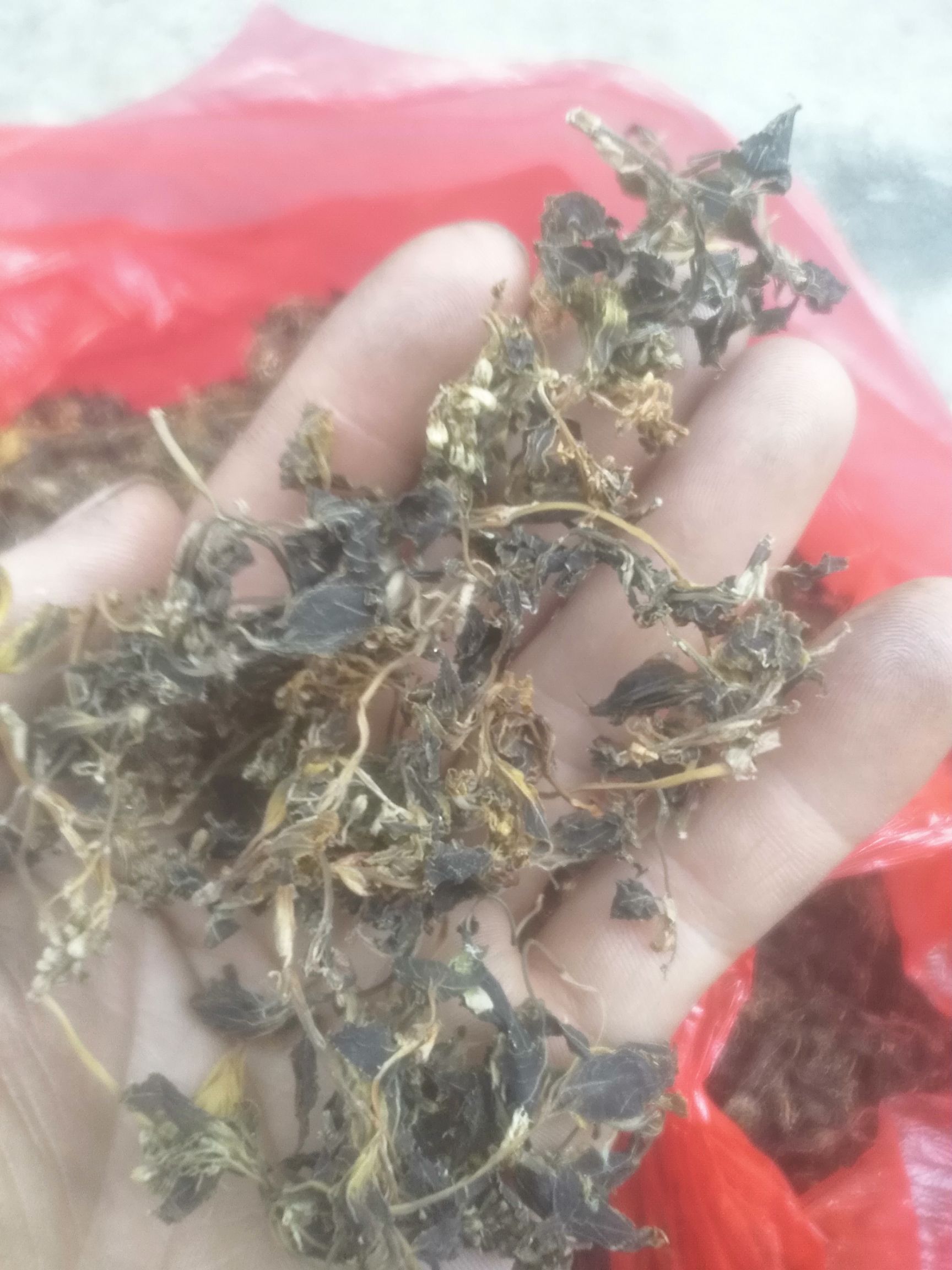 珍珠花菜，树花菜
