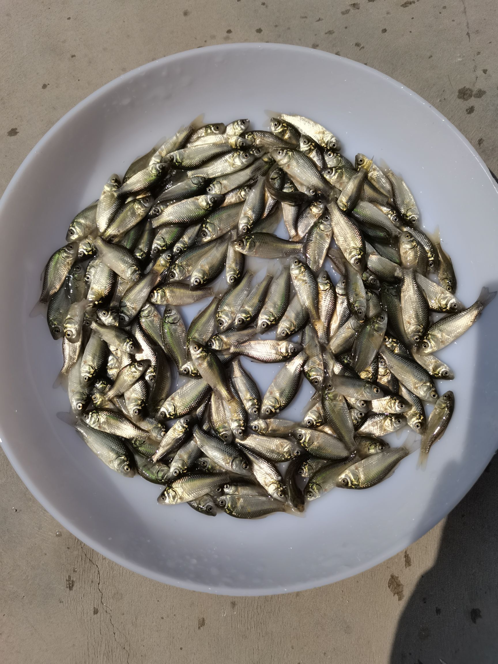 黑鲫鱼苗  鲫鱼苗优鲫一号鲫鱼苗杂交快大鲫鱼苗