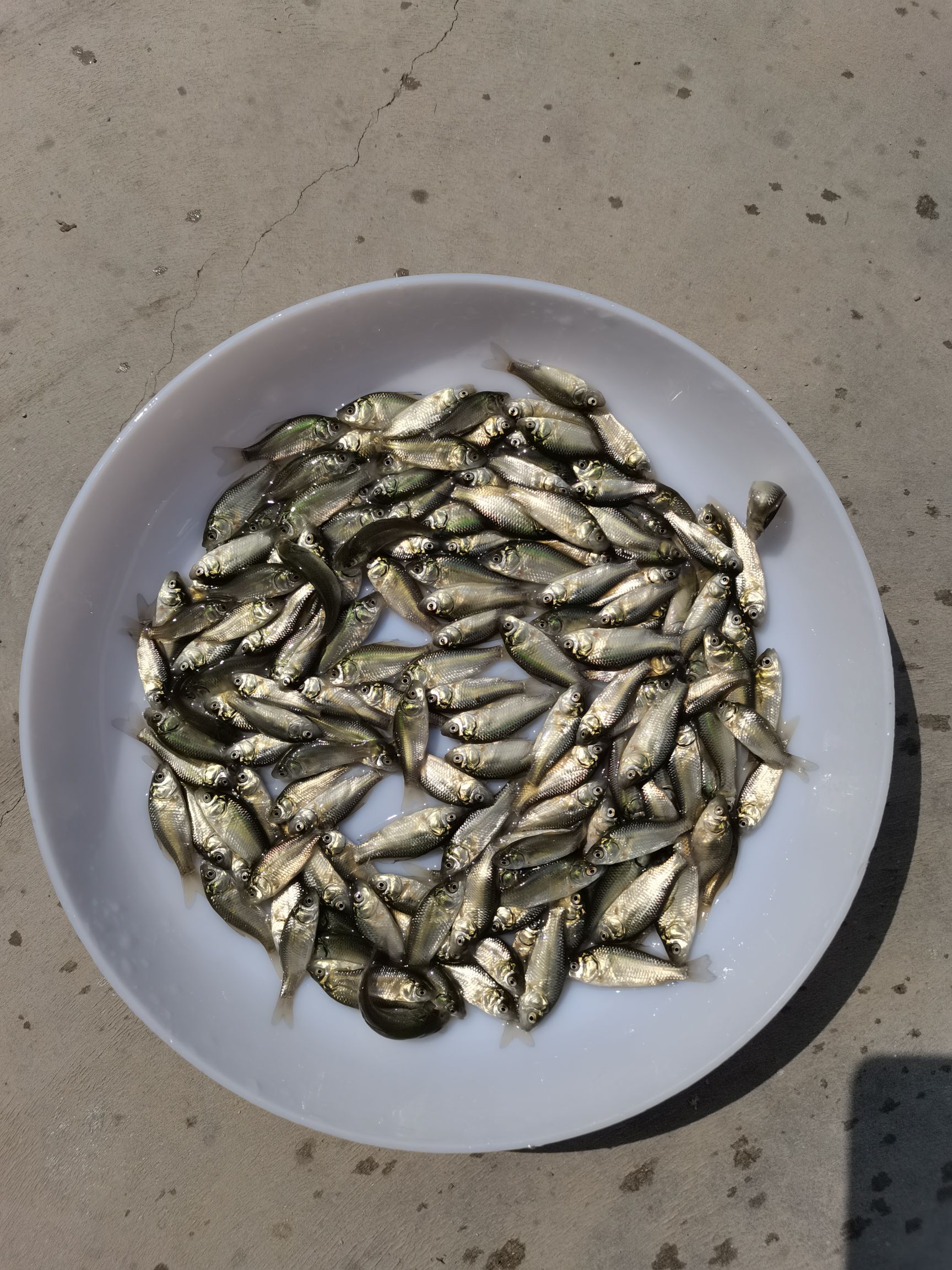 黑鲫鱼苗  鲫鱼苗优鲫一号鲫鱼苗杂交快大鲫鱼苗