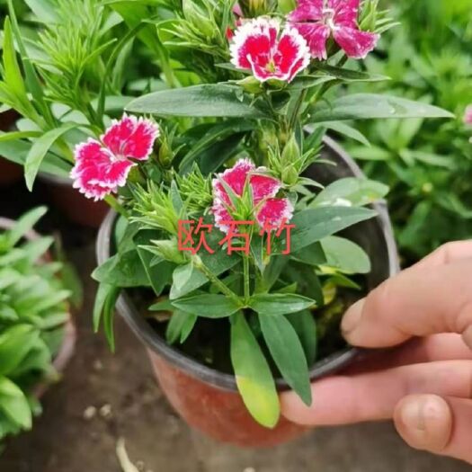 沭阳县 草花，三季长花
