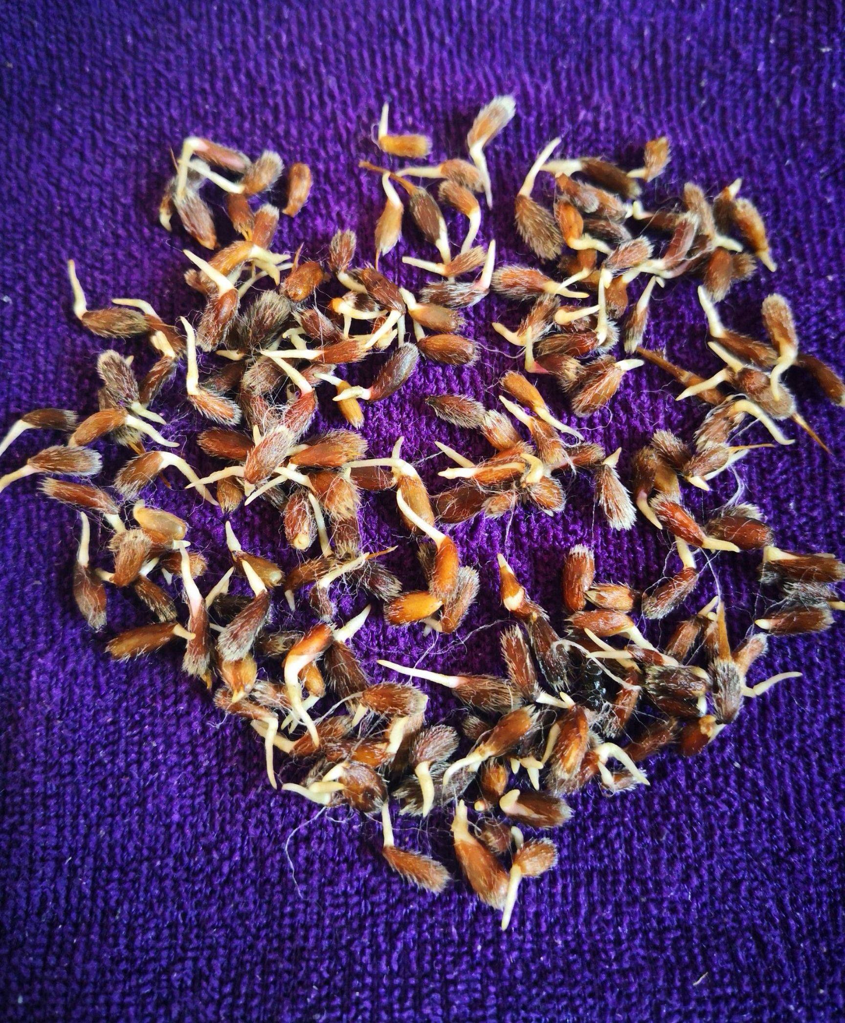 自己家产北苍术种子手工脱粒，真正的一分钱，一分货