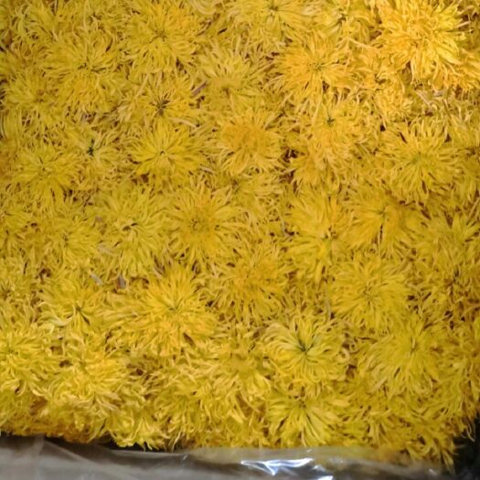 铜陵精品金丝皇菊