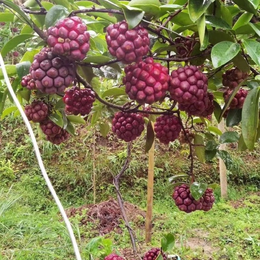 灵山县粉红黑老虎苗 黑老虎苗 果树苗批发 规格齐全