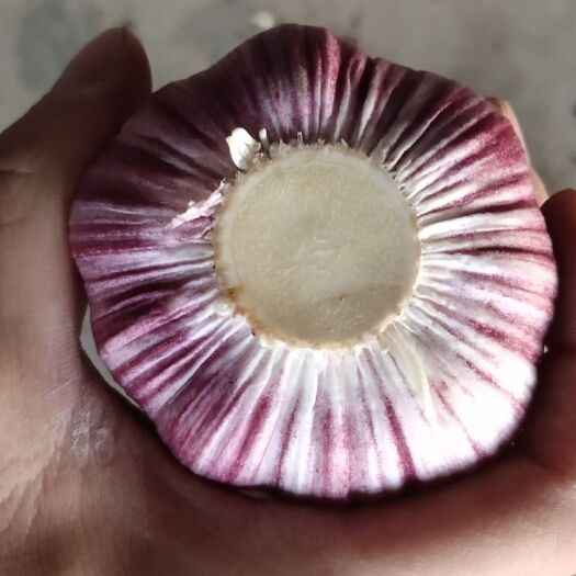 聊城红皮蒜  紫红皮大蒜把子！大蒜头。大量供货。农户交易！
