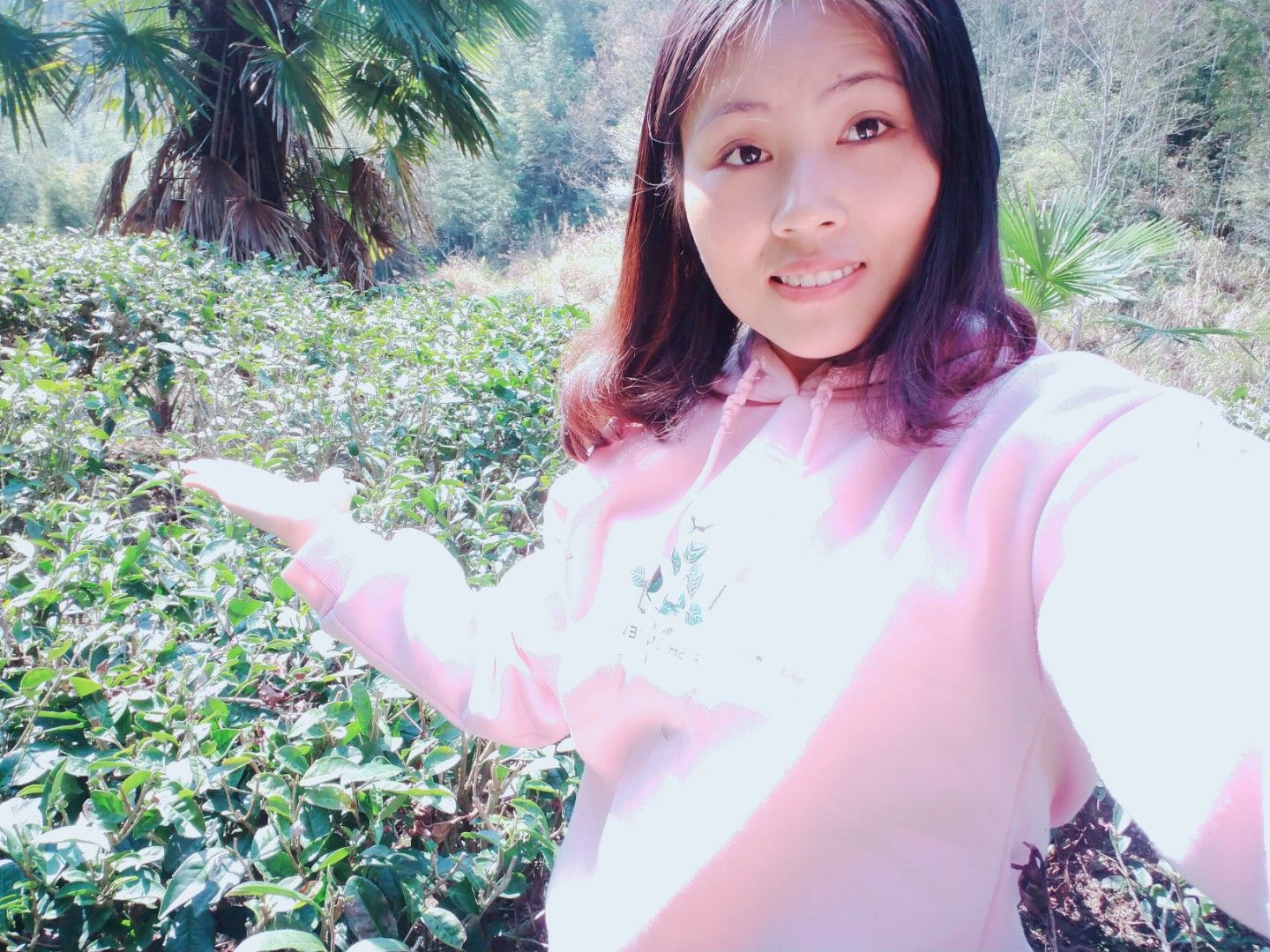 毛尖茶  农家有机茶~高山云雾茶