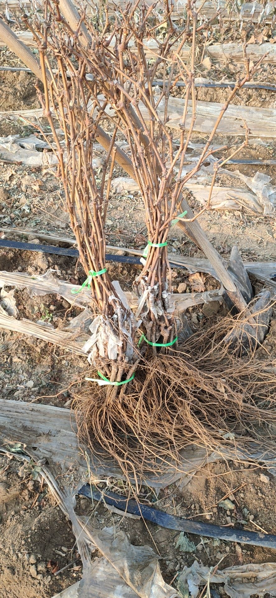 河北秦皇岛爬山虎基地葡萄苗基地