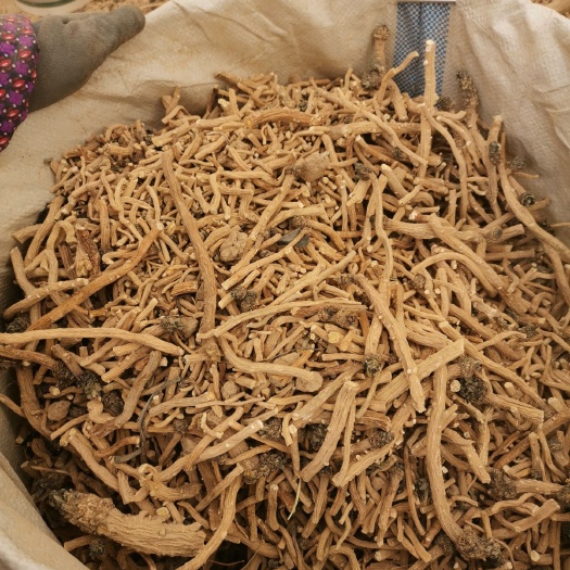  板蓝根