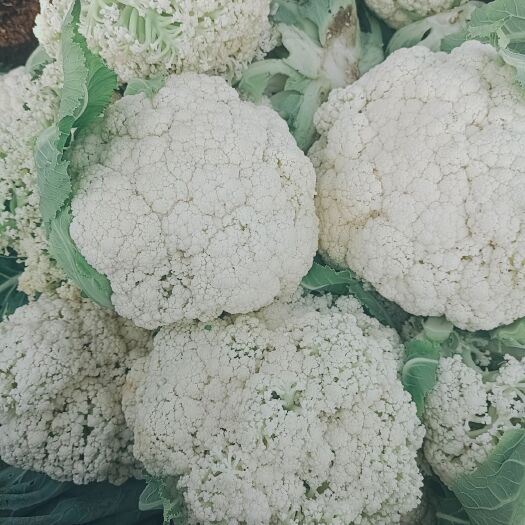 陆良县白花菜花 云南精品花菜 白花 松花 散花