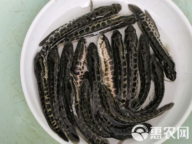 乌鳢苗黑鱼苗活体淡水养殖生乌鱼财鱼苗乌鳢路亚凶猛肉食性鱼杂鱼