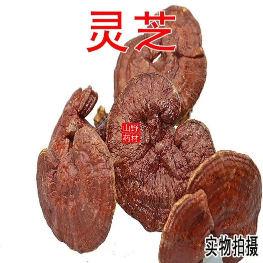 昆明 云南中药材林芝 赤灵芝 红灵芝 500g包邮
