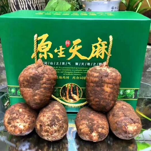 彝良县乌天麻 云南省彝良县小草坝天麻