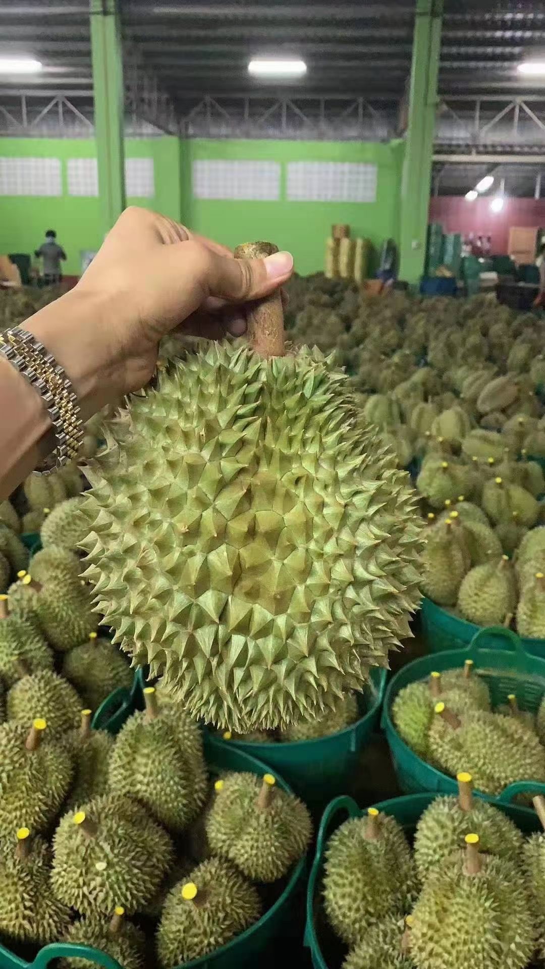 甲仑榴莲，特级，需要下单