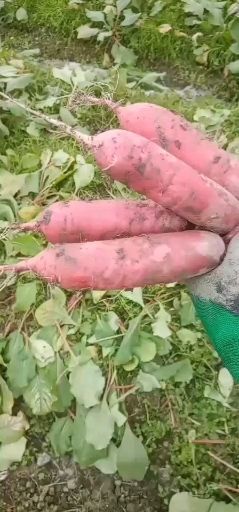 彭州市精品红皮萝卜 大量上市  自己农场