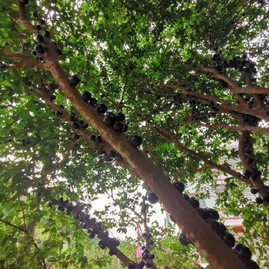 高州市 嘉宝果苗树葡萄苗