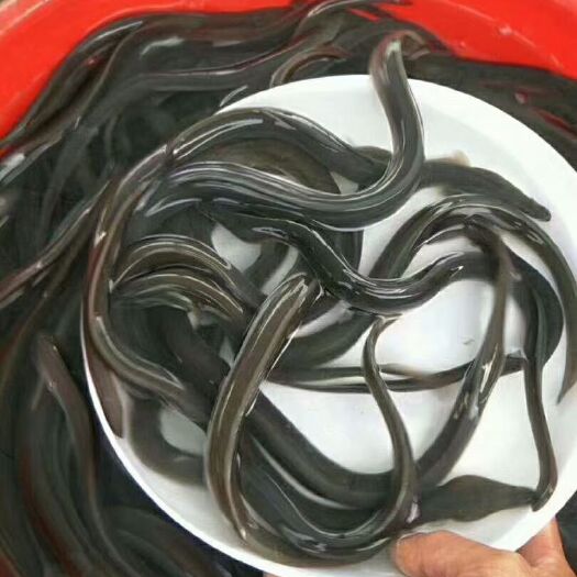 广州鳗鱼苗