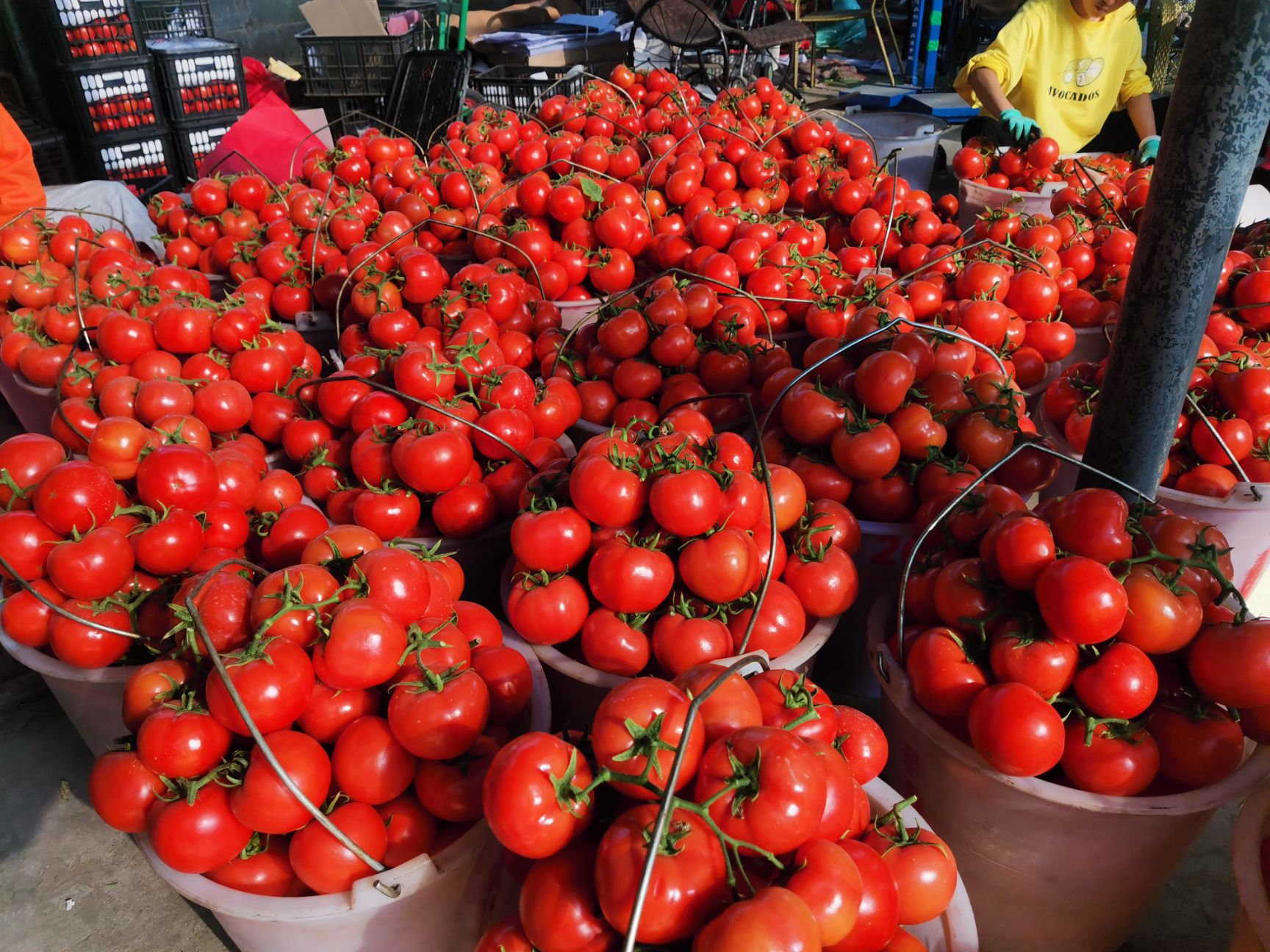 硬粉西红柿  米易西红柿  支持代办代发