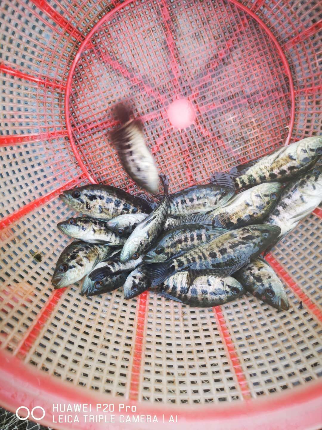 淡水石斑鱼苗 广东广州花都区发货 活体水产种苗 优质鱼苗供应