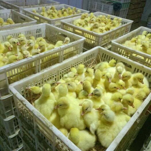原阳县狮头鹅苗  两年的霍尔多巴吉