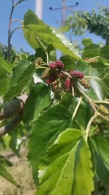 黑桑葚  大凉山德昌桑椹大量走货中，个大，糖份高，无农药残留