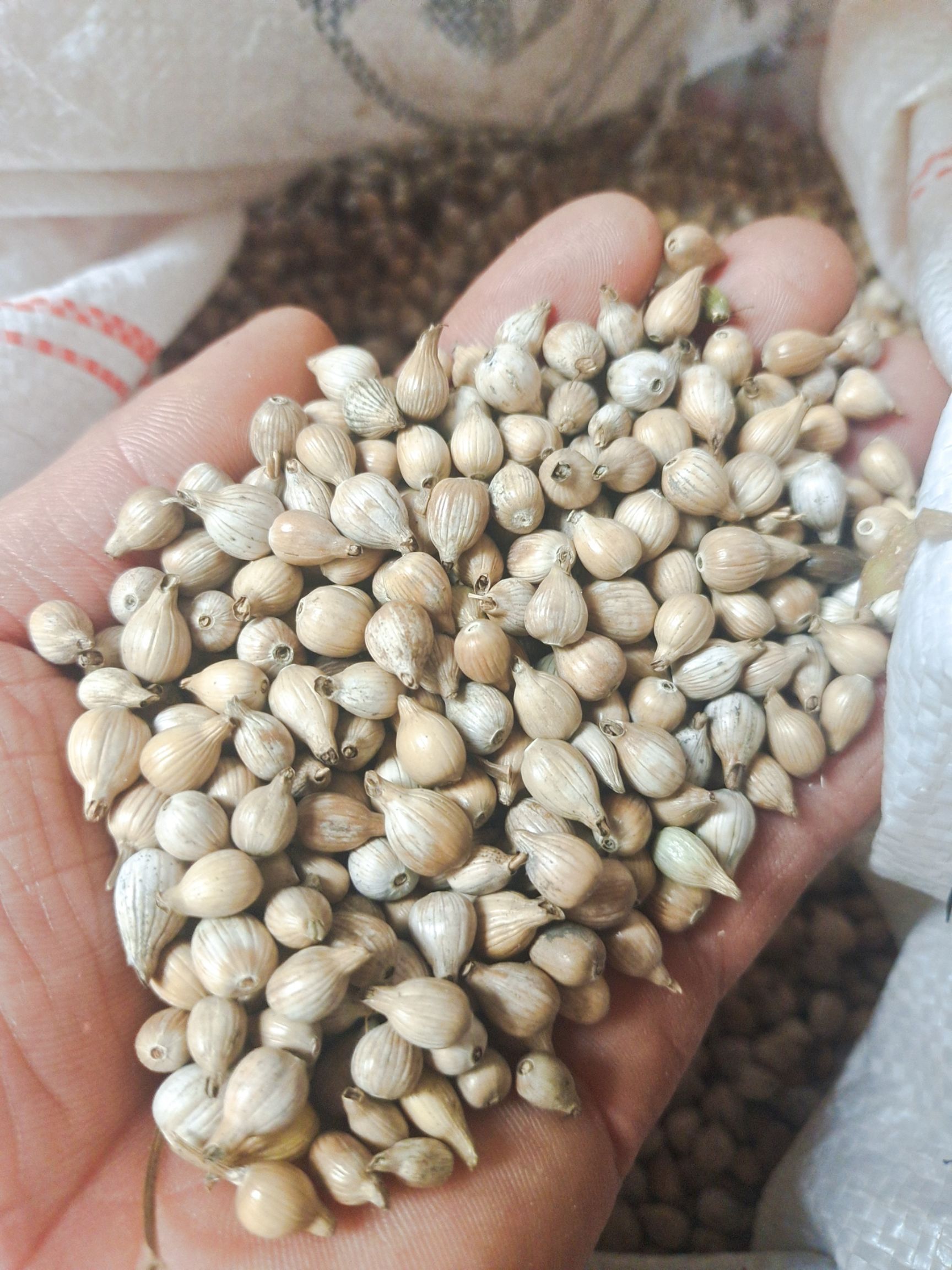 生薏仁 原自中国薏仁米之乡兴仁，世界禾本科植物**，生命健康之禾。