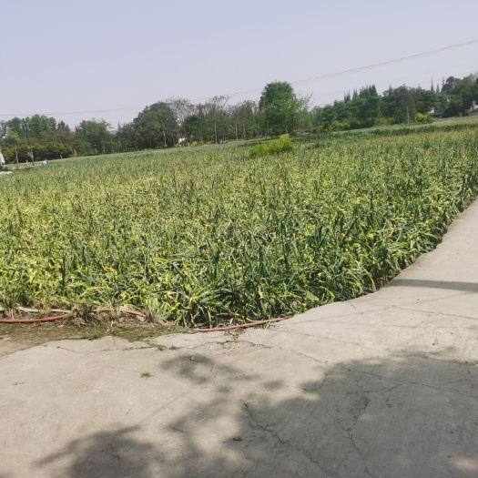 成都水田 黑色土地