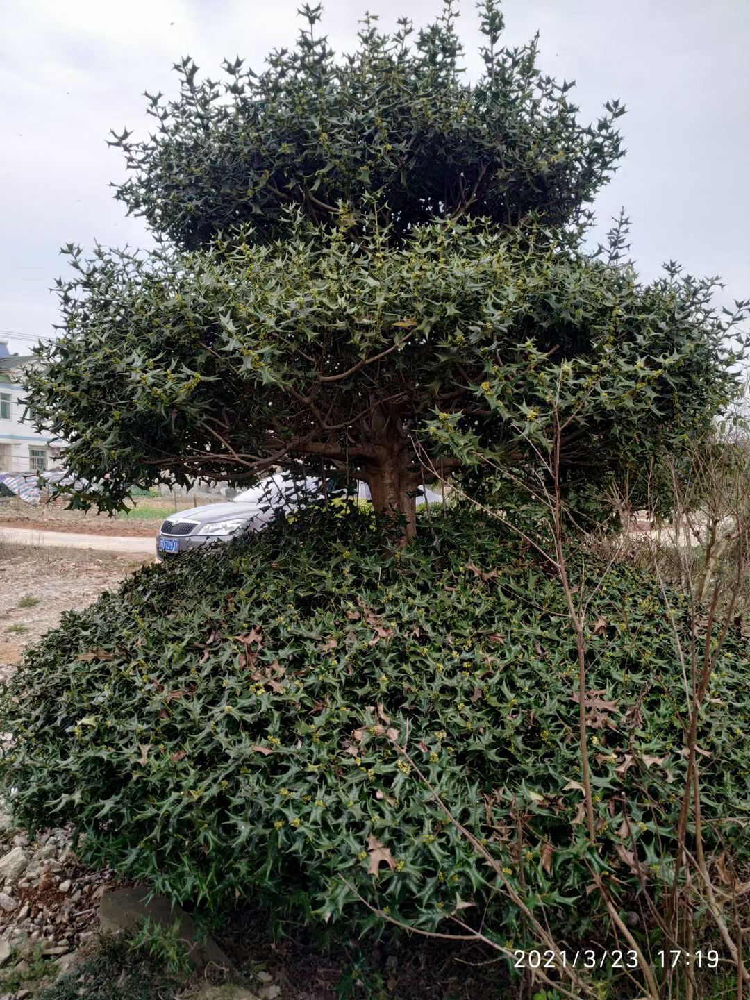 溧阳市造型枸骨 3m高3层有刺枸骨树，造型美观，适合庄园
