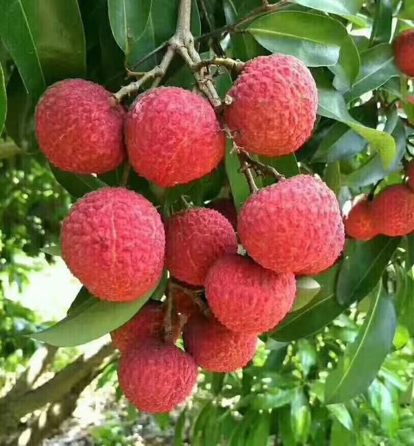荔枝 广东省茂名市高州市 特级果 