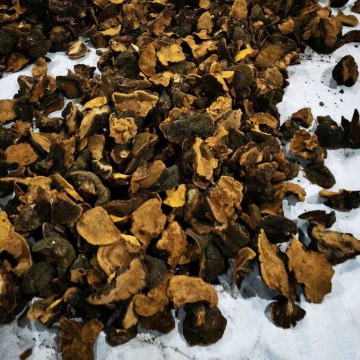 乐业县 桑黄。正宗货！！！有需要的联系我。。量大从优！！