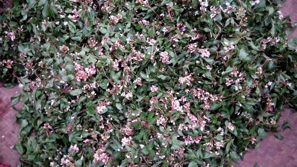 珍珠花菜，树花菜