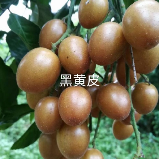 灵山县黑黄皮果苗  黑金刚黑黄皮嫁接苗须根发达成活率高营养杯苗