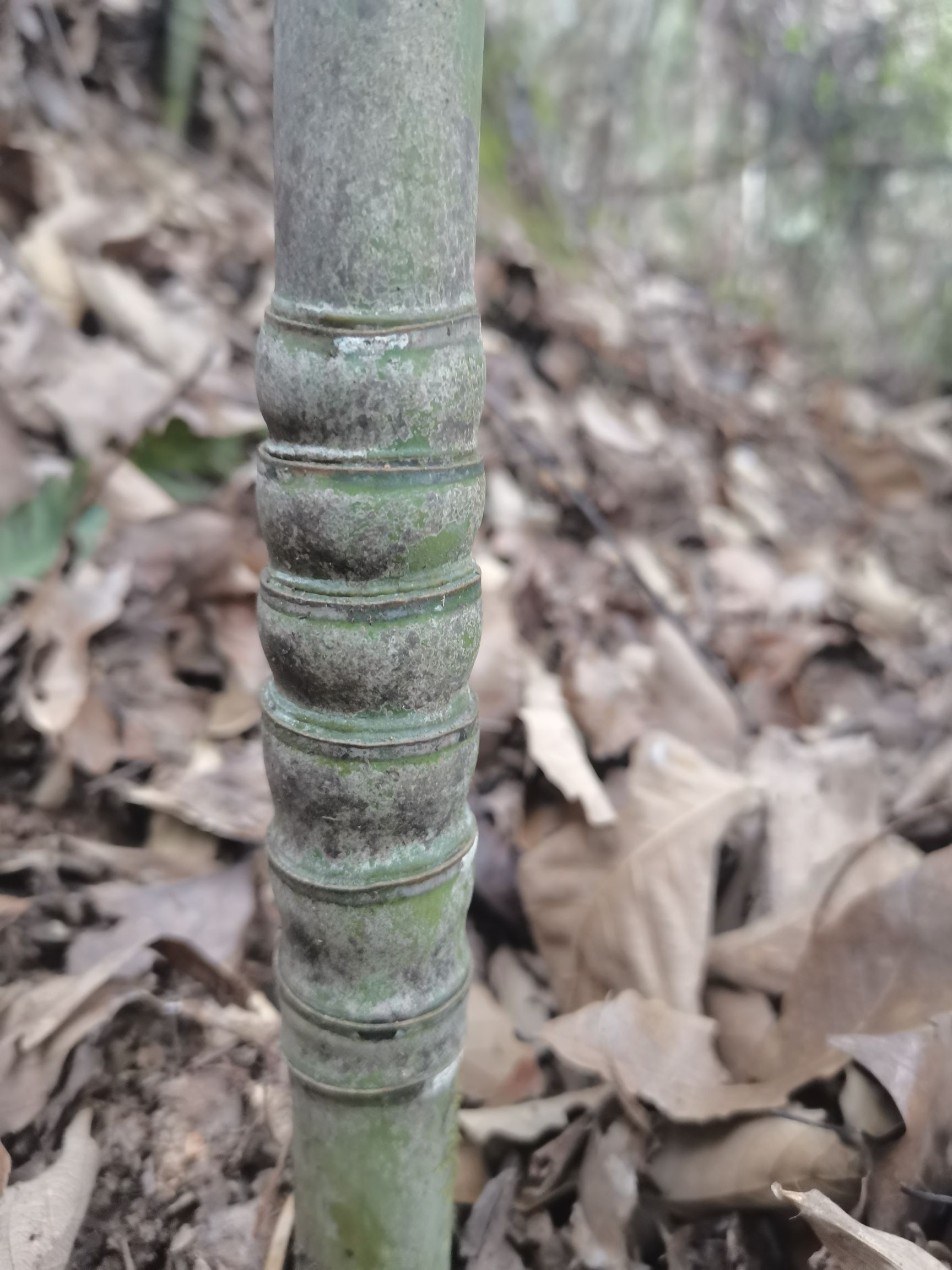 佛竹，罗汉竹，密节竹，可带土发货，也可砍做工艺品的，