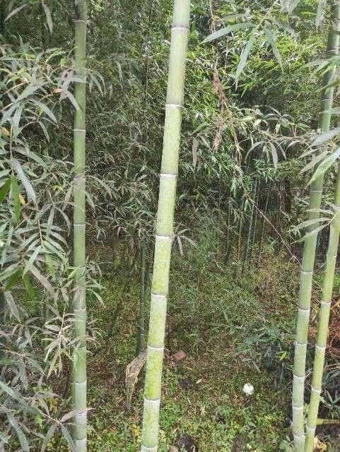  钢竹，早园竹，金镶玉，紫竹，龟甲竹，等等