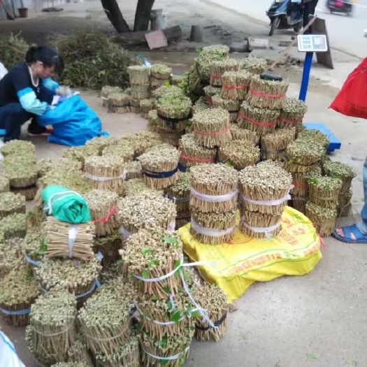 横州市重瓣茉莉  广西茉莉花枝批发