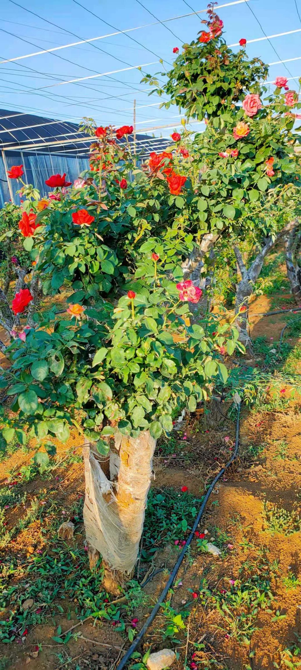 树状月季  云南月季 1000棵左右