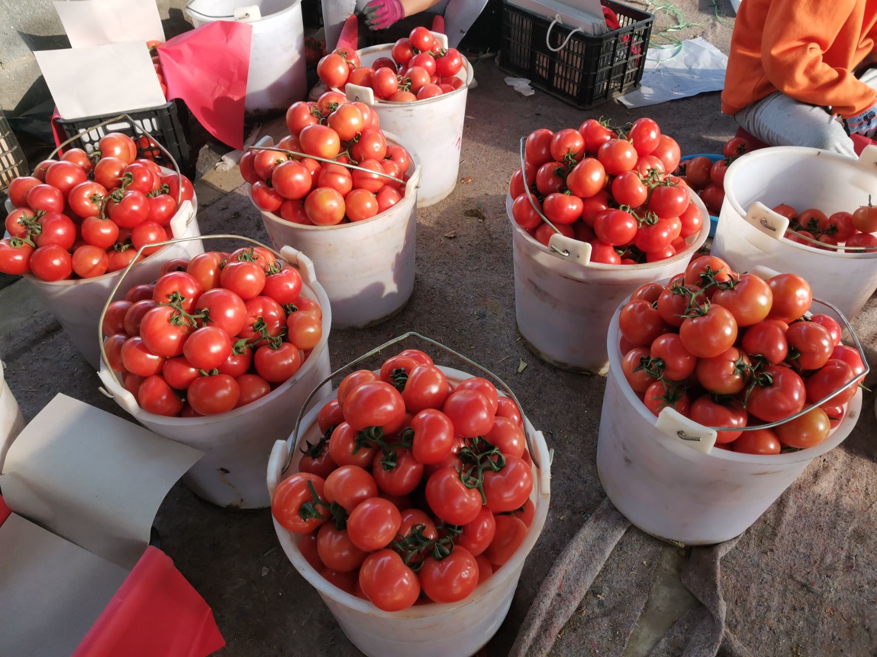 硬粉西红柿  米易西红柿  支持代办代发