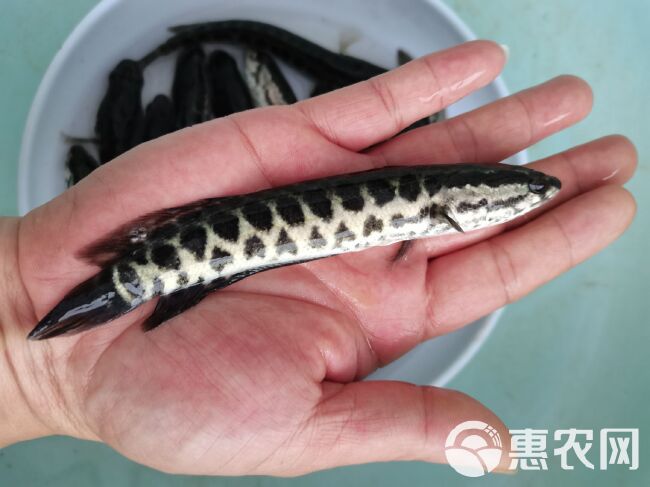 乌鳢苗黑鱼苗活体淡水养殖生乌鱼财鱼苗乌鳢路亚凶猛肉食性鱼杂鱼