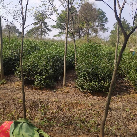 句容市碧螺春 新鲜茶叶现采现做