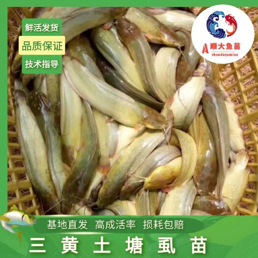 博罗县三黄塘虱鱼苗  三黄土塘虱苗供应水花