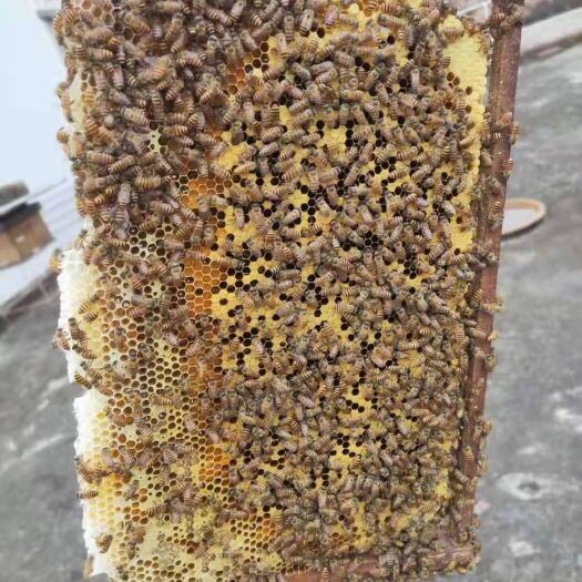化州市土蜂蜜