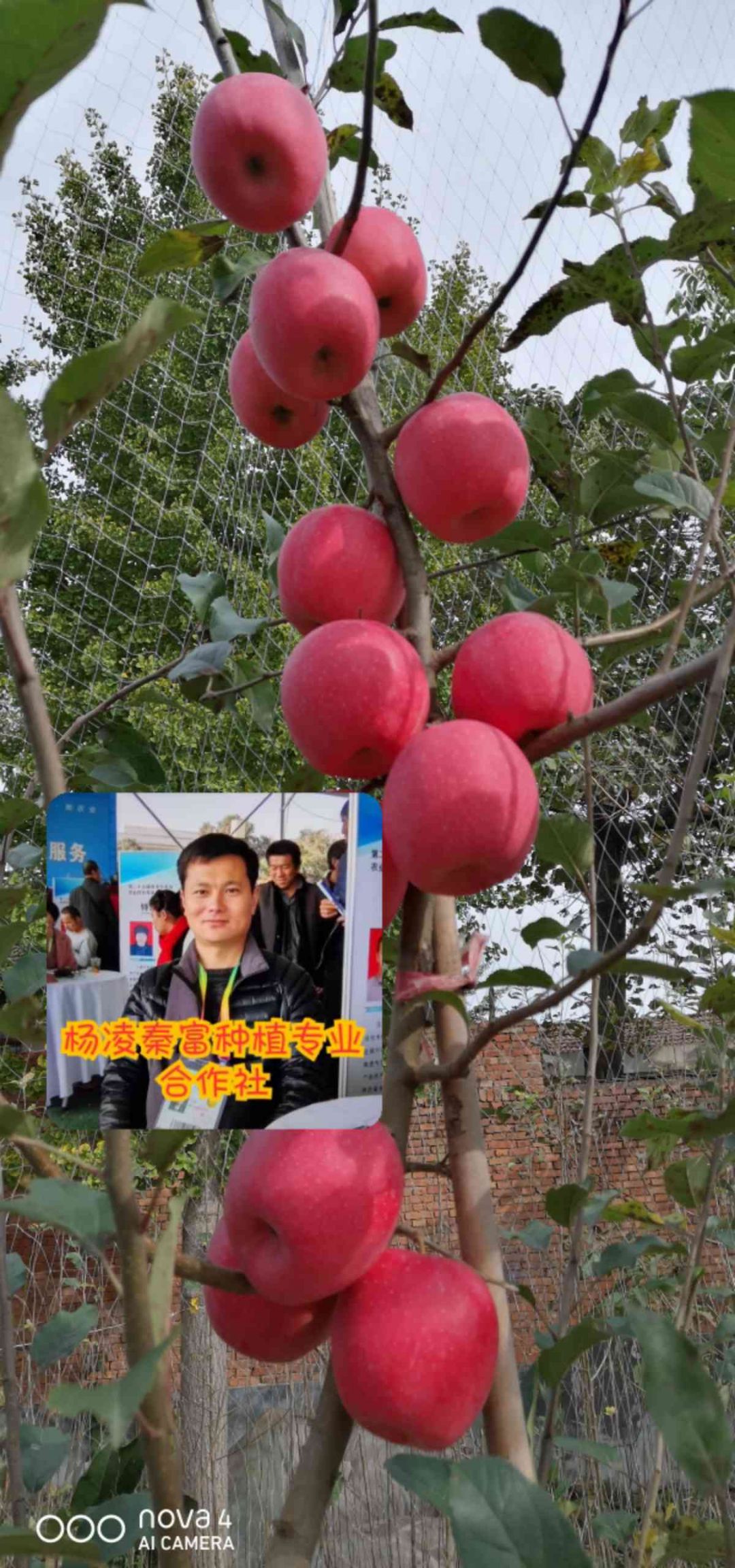 苹果树苗  苹果苗