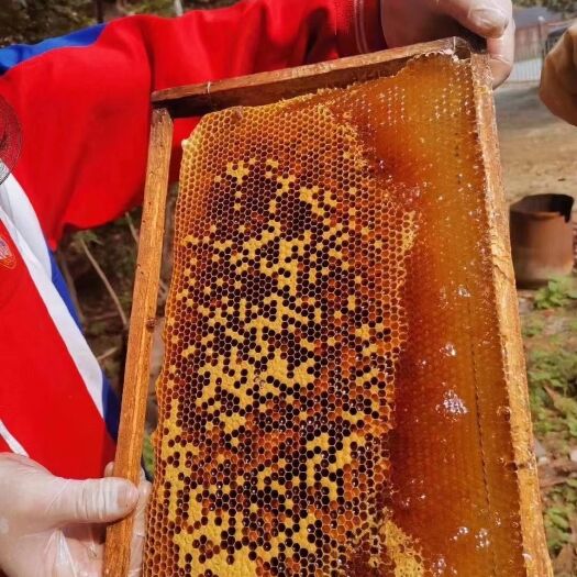 广州土蜂蜜 纯正蜂蜜