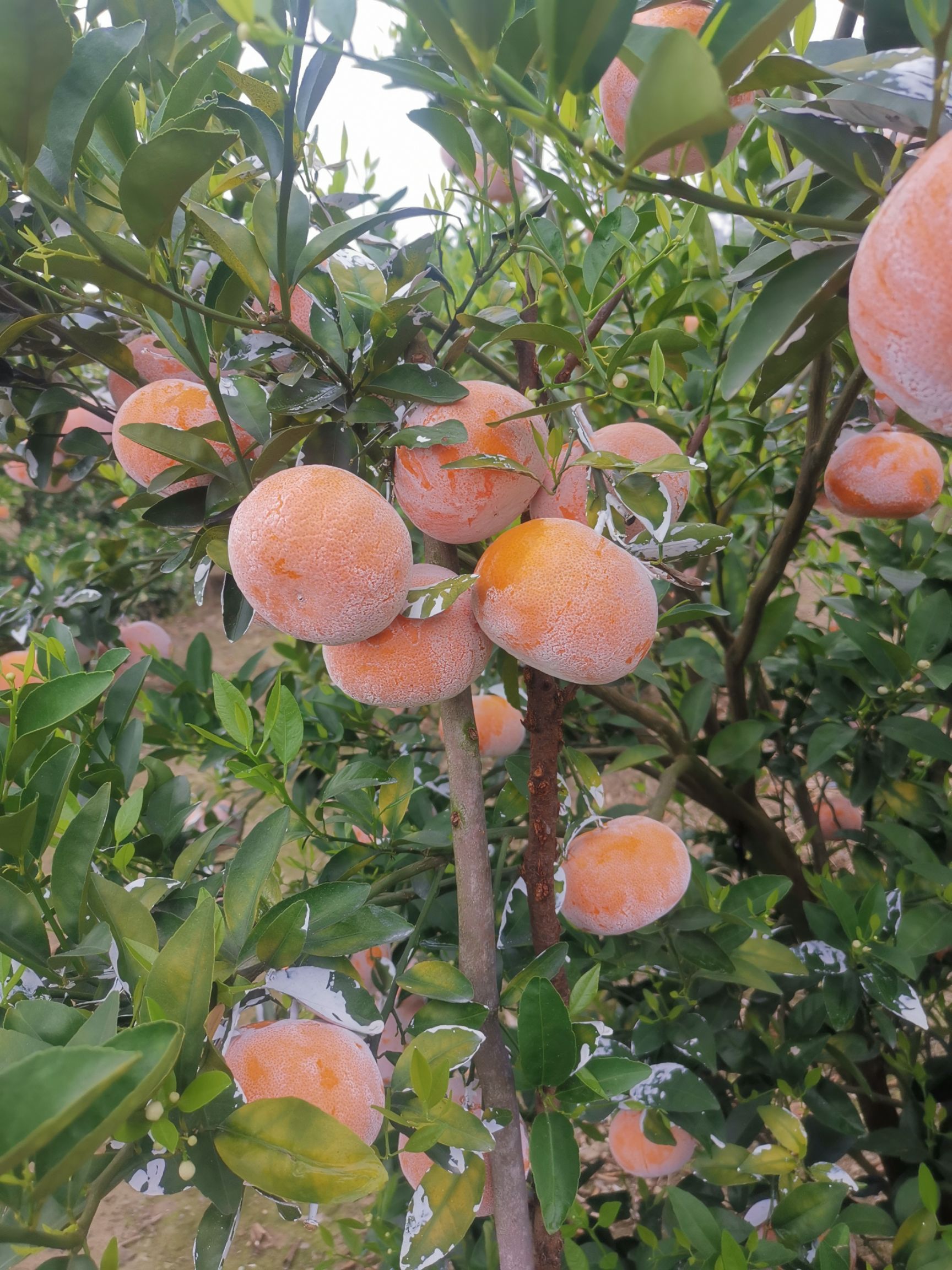 大量茂谷柑上市
